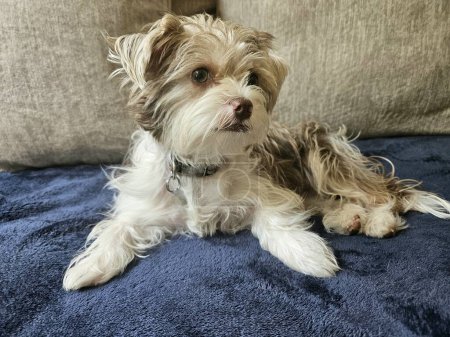 Cute shorkie dog relaxing on blue blanket on a couch at home watching. 