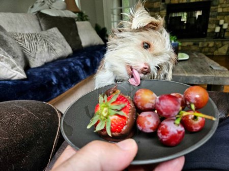 Niedlicher hungriger Shorkie-Hund versucht zur Happy Hour mit Zunge ungesundes Essen vom Teller zu essen.