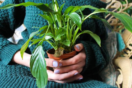 Photo for Small spathiphyllum plant in flower pot in female hands - Royalty Free Image