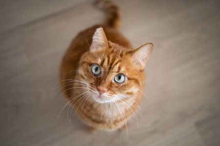 Ginger cat with green eyes looking at the camera