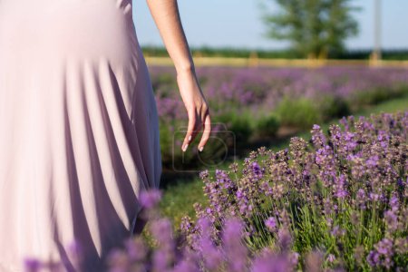 Hand of woman walking in blooming lavender field in lavender color dress