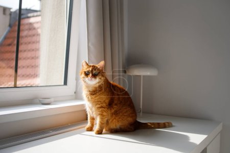 Cute ginger cat sitting near the window and looking at camera