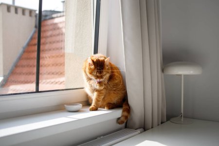 Cute ginger cat washing his face at the window
