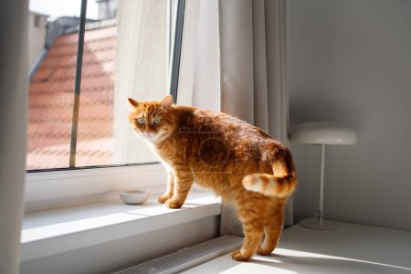 Cute ginger cat drinking water from bowl near the window