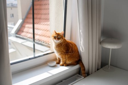 Cute ginger cat sitting at the window near feeding bowl with water