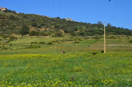 Tranquille vache à Tanger Verdure
