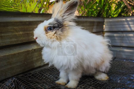 A curious and Beautiful white, fluffy rabbit playing on a mat outdoor.
