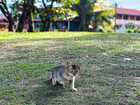 Un chat à Pantai Cempaka, Kuantan Pahang, Malaisie. marcher sur l'herbe.