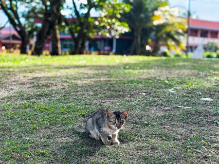Un gato en Pantai Cempaka, Kuantan Pahang, Malasia. caminando sobre la hierba.