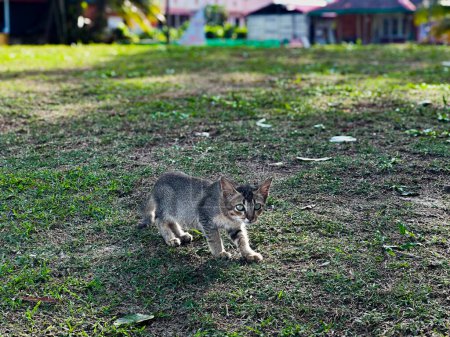 Un chat à Pantai Cempaka, Kuantan Pahang, Malaisie. marcher sur l'herbe.