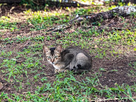 Gray stray cat on green grass close up at Pantai Cempaka, Kuantan Pahang, Malaysia.