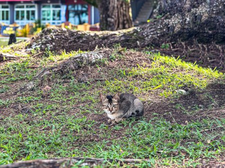 Gato gris extraviado sobre hierba verde de cerca en Pantai Cempaka, Kuantan Pahang, Malasia.