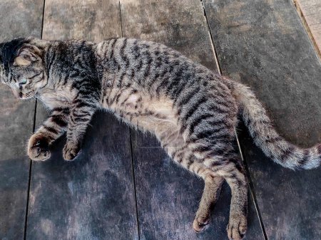 Un gato gris oscuro está disfrutando de la tarde tumbado en la hierba durmiendo en Pantai Cempaka, Kuantan Pahang, Malasia.