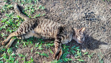Eine dunkelgraue Katze genießt die Nachmittagszeit im Gras und schläft in Pantai Cempaka, Kuantan Pahang, Malaysia.