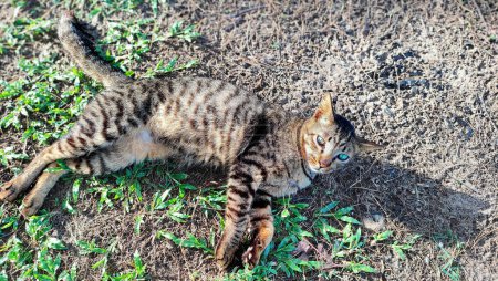 Photo for A dark grey cat is enjoying afternoon time by lying on the grass sleeping at Pantai Cempaka, Kuantan Pahang, Malaysia. - Royalty Free Image