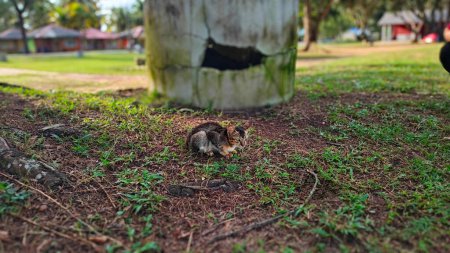 Photo for Gray stray cat on green grass close up at Pantai Cempaka, Kuantan Pahang, Malaysia. - Royalty Free Image