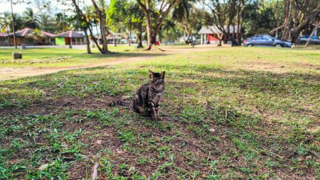 Katze entspannt sich im Sommer im Gras in Pantai Cempaka, Kuantan Pahang, Malaysia.