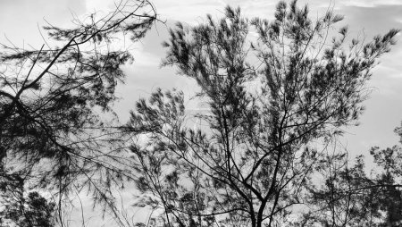 Branches d'arbres détaillées à Pantai Cempaka, Kuantan Pahang, Malaisie.