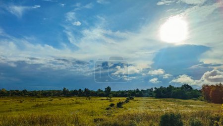 Photo for A brown grass, jungle and bright blue cloudy sky. - Royalty Free Image