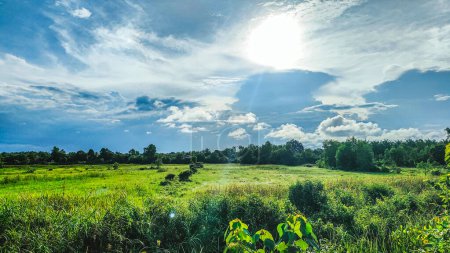 Photo for A green grass, jungle and bright blue cloudy sky. - Royalty Free Image