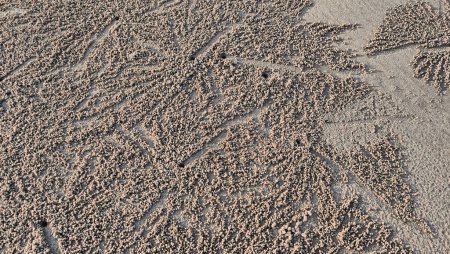 Textura de arena con cangrejos burbujeadores de arena. Estos patrones se crean cuando los cangrejos burbujeadores de arena están buscando comida en la arena húmeda en la playa en Pantai Anak Air Kuantan Pahang.