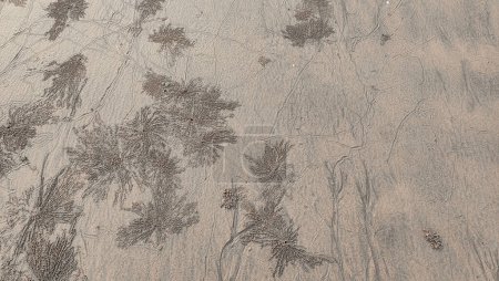 Photo for Sand texture with sand bubbler crabs. These patterns are created when sand bubbler crabs are looking for food in the damp sand at the beach in Pantai Anak Air Kuantan Pahang. - Royalty Free Image