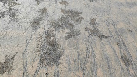 Photo for Sand texture with sand bubbler crabs. These patterns are created when sand bubbler crabs are looking for food in the damp sand at the beach in Pantai Anak Air Kuantan Pahang. - Royalty Free Image