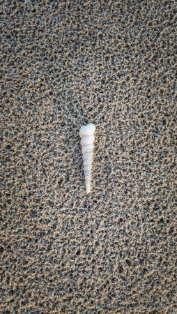An image that focuses on 1 seashell on a beach sand at Pantai Anak Air Kuantan Pahang.