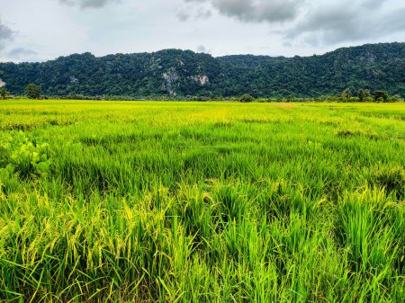 arrozales verdes y amarillos y arrozales amarillos. La montaña de fondo y el cielo brillante con nubes blancas. En Warung Tepi Sawah, Kangar, Perlis, Malasia.
