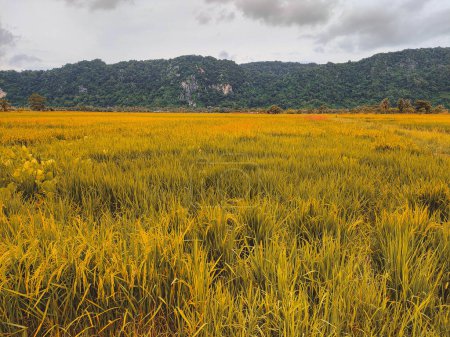 green and yellow Rice paddies and yellow paddy fields. The background mountain and bright sky with white clouds. At Warung Tepi Sawah, Kangar, Perlis, Malaysia.