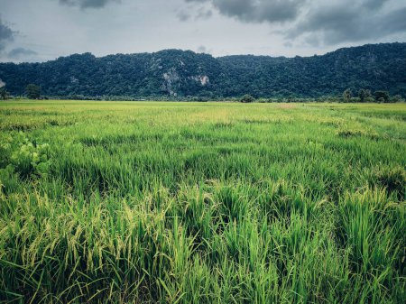 grüne und gelbe Reisfelder und gelbe Reisfelder. Der Hintergrund Berg und heller Himmel mit weißen Wolken. In Warung Tepi Sawah, Kangar, Perlis, Malaysia.