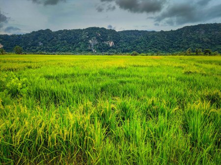 green and yellow Rice paddies and yellow paddy fields. The background mountain and bright sky with white clouds. At Warung Tepi Sawah, Kangar, Perlis, Malaysia.