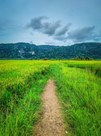Gang durch Reisfelder zwischen Reisfeldern und gelben Reisfeldern. Der Hintergrund Berg und heller Himmel mit weißen Wolken. In Warung Tepi Sawah, Kangar, Perlis, Malaysia.