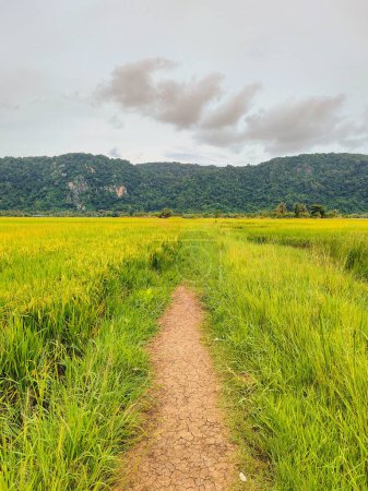 Walkway of rice paddies between rice paddies and yellow paddy fields. The background mountain and bright sky with white clouds. At Warung Tepi Sawah, Kangar, Perlis, Malaysia.