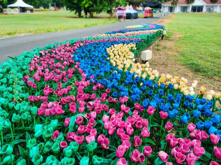 A plastic Colourful Tulips Flowerbeds with Path in an Spring Formal Garden and a green grass at tasik timah tasoh, perlis, malaysia.