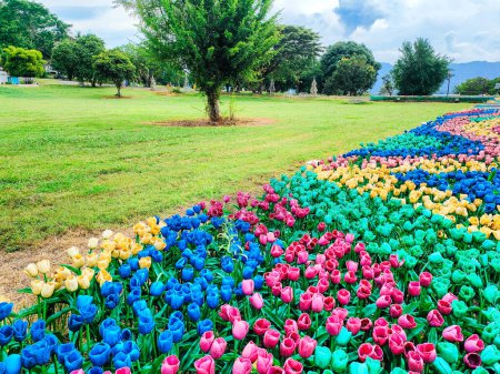 A plastic Colourful Tulips Flowerbeds with Path in an Spring Formal Garden and a green grass at tasik timah tasoh, perlis, malaysia.