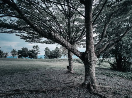 Ein dunkler Filterfrühling mit Bäumen und Zweigen mit frischen Blättern bei tasik timah tasoh, perlis, malaysia.