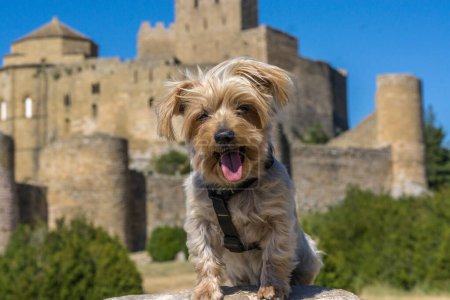 Yorkshire terrier perro de vacaciones frente al castillo de Loarre Huesca España viajando con mascotas
