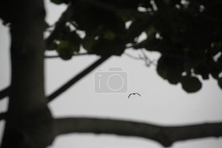 Capture the serene beauty of nature as a bird gracefully glides past, framed by the branches of a tree against the backdrop of a gray sky.
