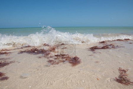 Beach with a little sargassum on the seashore