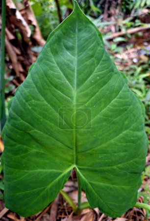 detailed photo of taro leaves in the garden taken in the afternoon