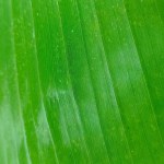 banana green leaf texture, abstract background