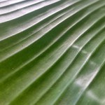 banana green leaf texture, abstract background