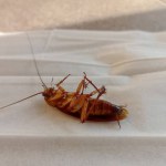 a closeup shot of a dead cockroach