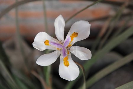 Photo for Flor blanca de 6 ptalos, Dientes iridioides. originaria de Etiopa hasta el sur de frica. - Royalty Free Image