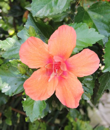 Photo for Flor naranja de 4 petalos - Royalty Free Image