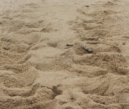 Photo for Textura de arena de mar, huella de tortuga - Royalty Free Image
