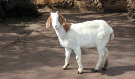 Foto de Cabra blanca con manchas de color marrón claro. Cabra en la granja. - Imagen libre de derechos