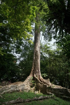 Kayu Raja or The King Tree from asia with big root and one of the biggest tree in the world photo taken in Kebun Raya Bogor Indonesia.