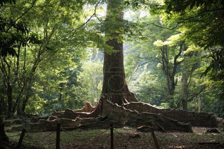 kayu raja oder der Königsbaum aus Asien mit großer Wurzel und einer der größten Bäume der Welt Foto aufgenommen in Kebun raya bogor indonesien.